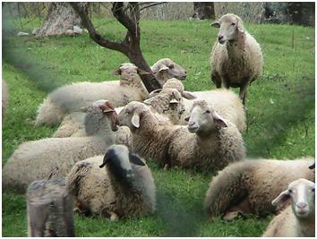 Un rebaño de ovejas (tonynetone/Flickr)