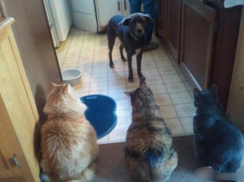 ¡De verdad no me comí sus comidas para gatos!! por favor dejenme pasar...