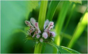 En la medicina herbolaria china, Yimu Cao es una planta de la familia de la menta. ( I, DL./Flickr)