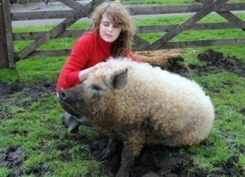 Esta especie de cerdo Lincolnshire Curly se cría extinto desde 1972.
