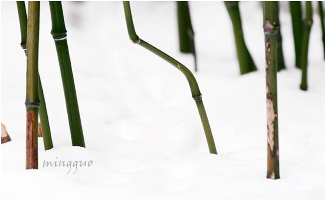 Al caminar por el bosque Wen Tong, observaba de cerca la forma en que el bambú se crecía, la manera en que las ramas y las hojas se extendían desde su tronco y como se desarrollaba durante las cuatro estaciones (Imagen cortesía de Sun Mingguo)