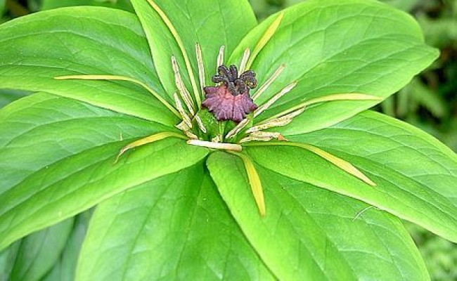 traditional-chinese-medicine-Paris-Polyphylla-002-Alnus-Wikipedia-650x400