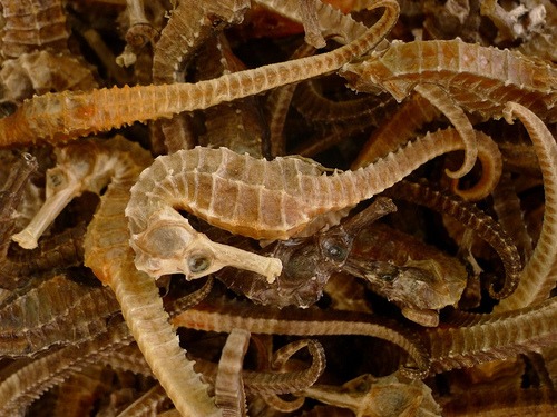 Además el empleo de hierbas o plantas, medicina herbaria China también utiliza productos de criatura del mar. (egorgrebnev / Flickr)