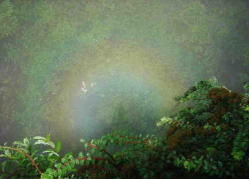 El Monte Emei es conocido por su alto porcentaje de especies vegetales endémicas y animales en peligro de extinción (Renee Luo).