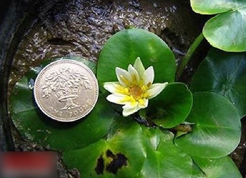 Esta especie de loto amarillo y blanco mide un centímetro de diámetro, mientras que el loto más grande del mundo llega a los tres metros.