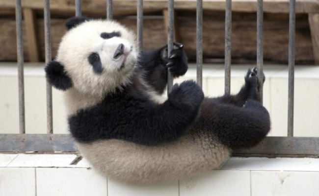 EL panda trata de escapar pero su plan falla (cortesía Secret China).