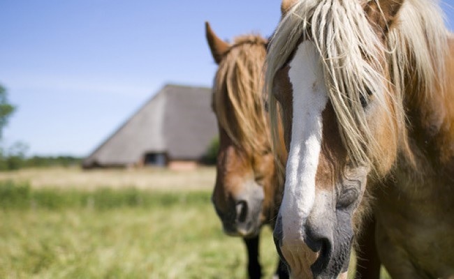 "Un caballo viejo sabe el Camino" es una expresión antigua (Zoned.dk/Flickr).