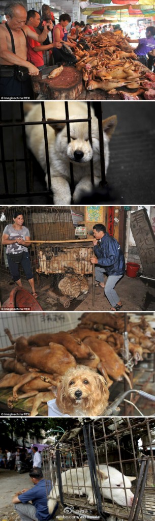 dog-meat-festival-2-305x1024