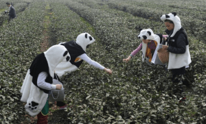 Tal vez vistiéndose los recolectores como pandas, hacen que el té sea más digno de su nombre. (Imagen: Cngold.org)
