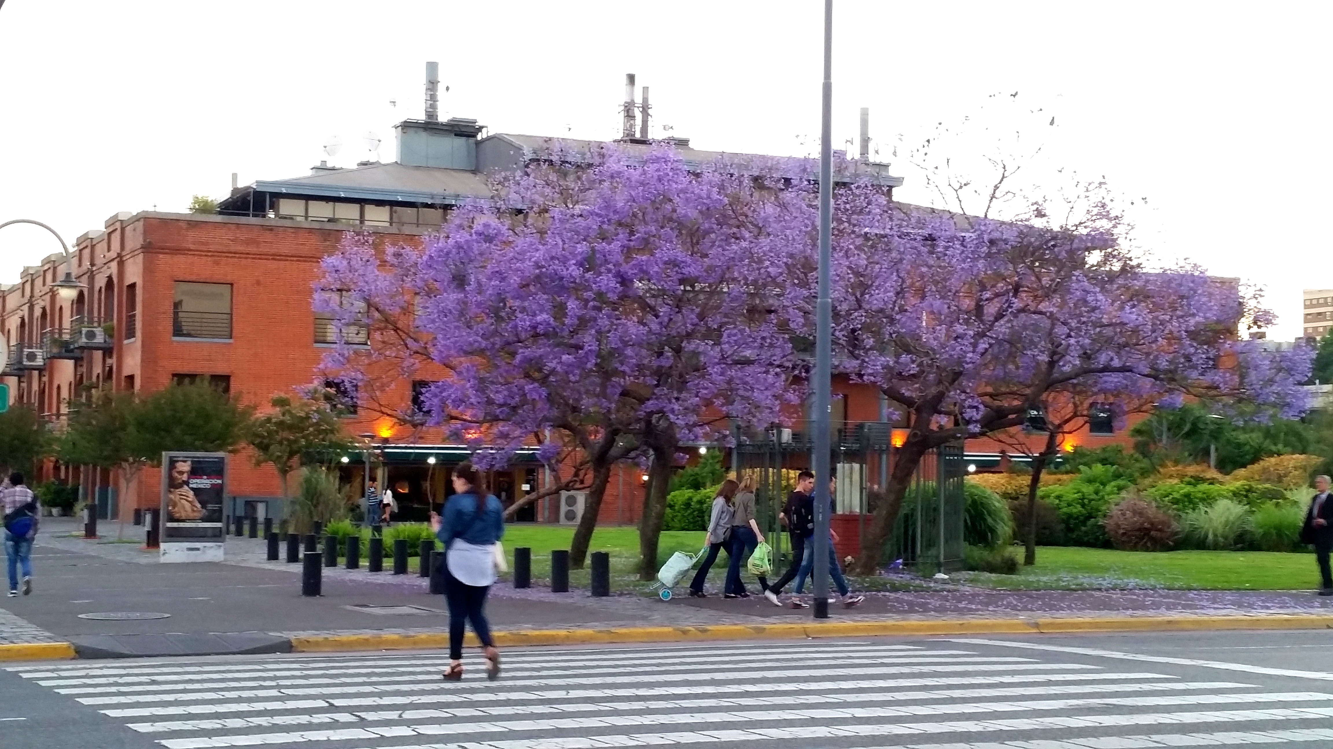 Puerto Madero, uno de los barrios más nuevos de la ciudad, también cuenta con sus propios jacarandaes (Imagen: Julia Cortés)
