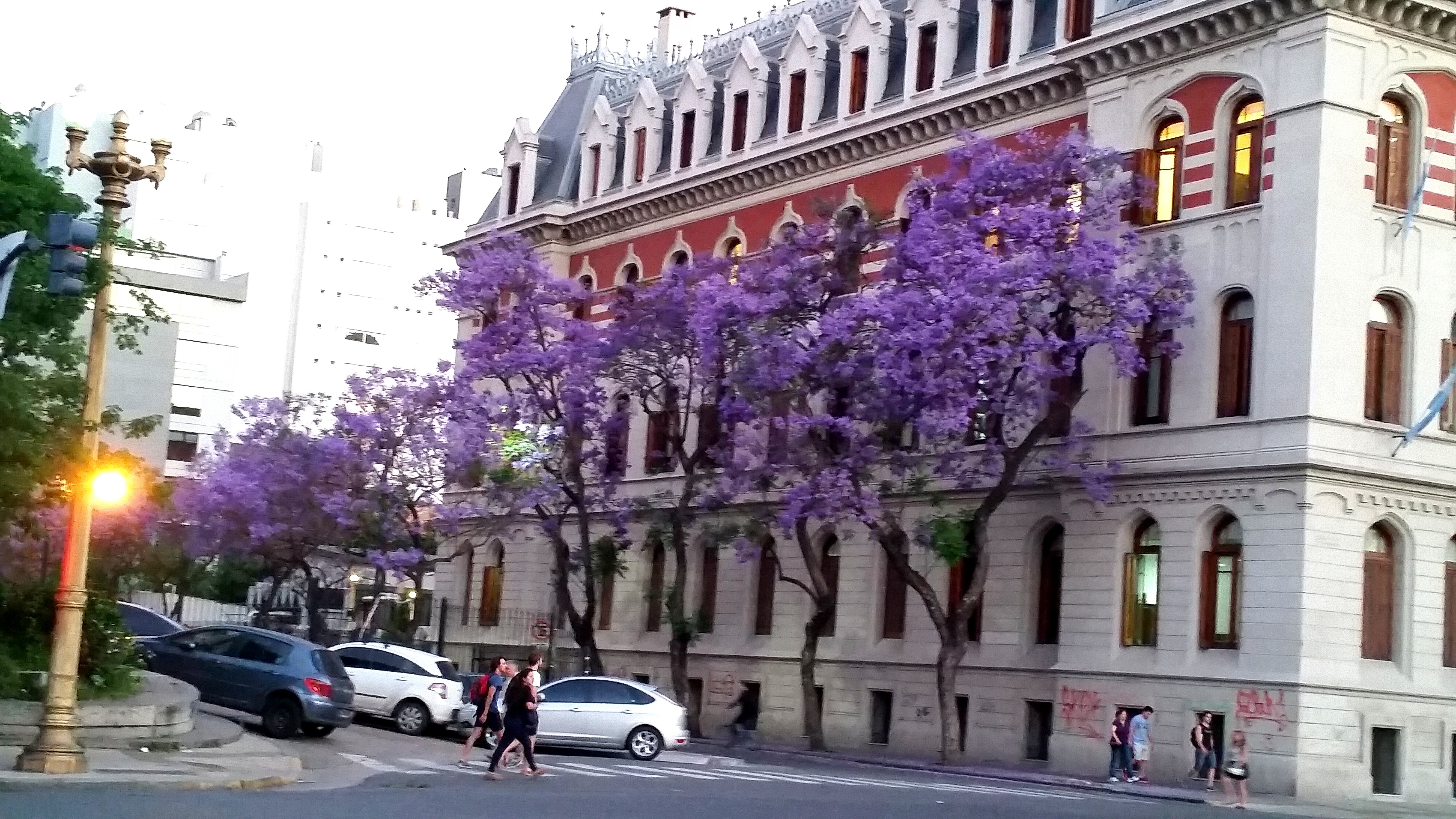 Jacarandá en flor en el mes de noviembre en Buenos Aires (Imagen: Julia Cortés)