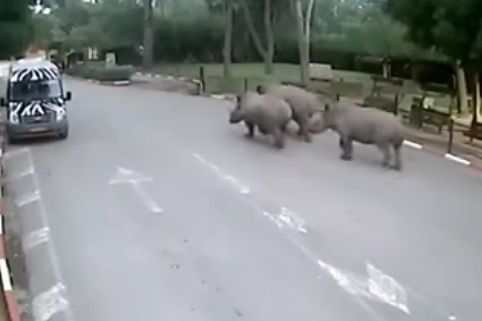 rinocerontes fugitivos