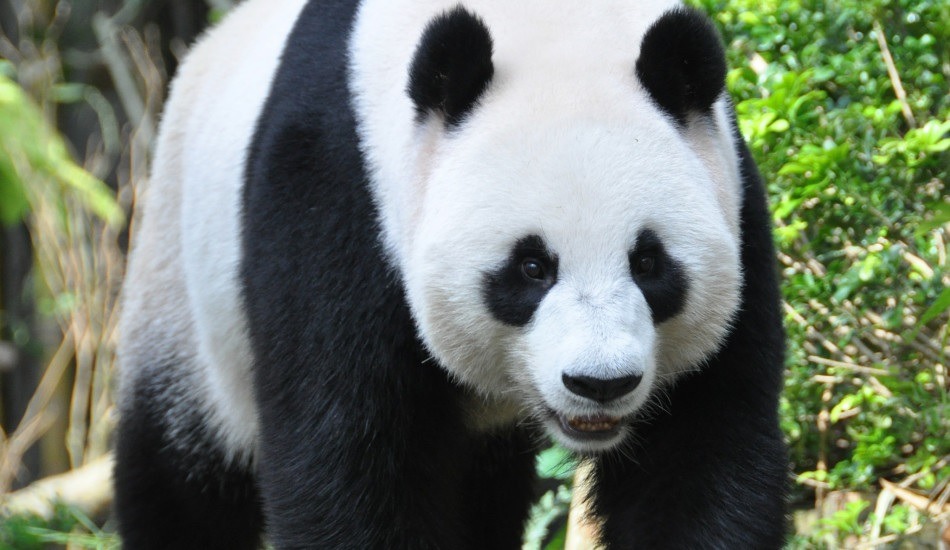 El panda gigante ya no se encuentra en peligro de extinciÃ³n