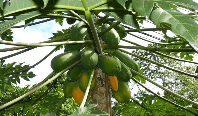 Hace 3.000 años, en el Mantra de Poemas durante el período de primavera y otoño, la papaya fue referida como un regalo a la humanidad. (Imagen Bian Pixabay/CC0. 1.0)